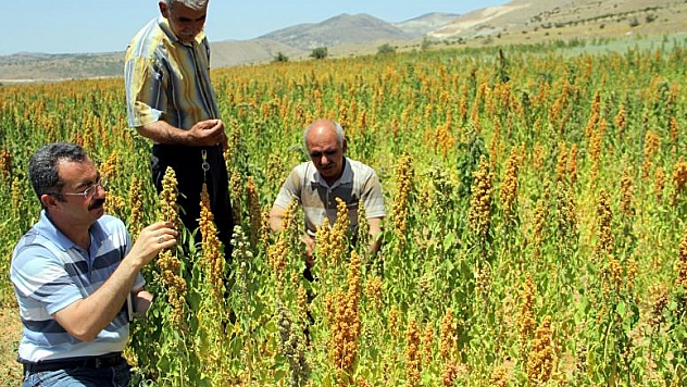AVRUPA'DA GÖRDÜ, TARLASINA EKTİ