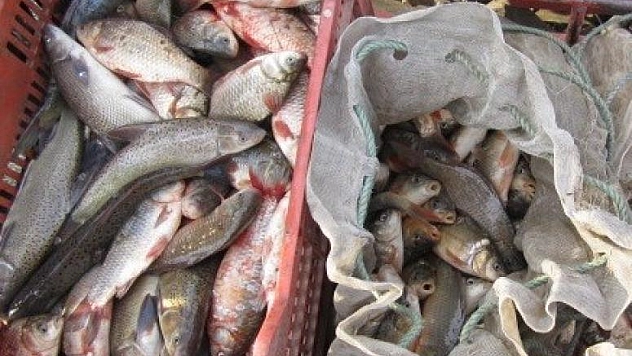 200 KİLOGRAM KAÇAK BALIK YAKALANDI