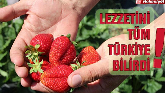 Kuyulu Çileği  ''İlgisizliğe'' Yenildi