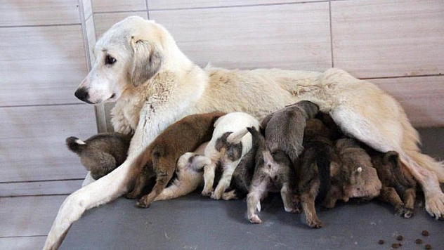 KÖPEK'TEN 'ANNELİK' DERSİ