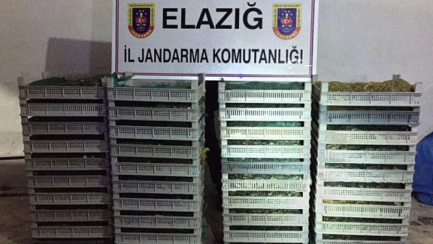 ELAZIĞ'DA 500 KİLO KURBAĞA ELE GEÇİRİLDİ