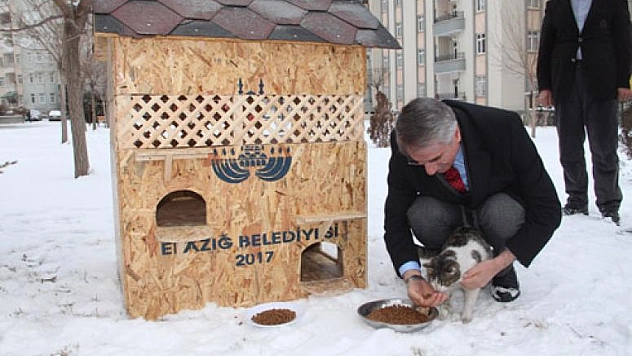 ELAZIĞ'DA SOKAK KEDİLERİ 'EV'LENDİ