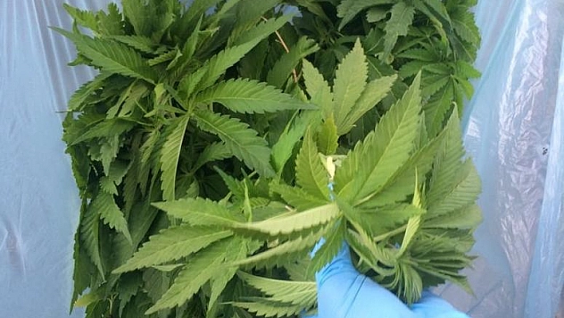 75'LİK DEDE SAKSIDA ESRAR YETİŞTİRMİŞ