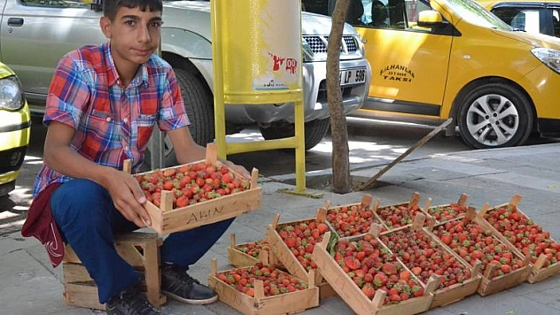 GEZİN ÇİLEĞİ TEZGAHTAKİ YERİNİ ALDI