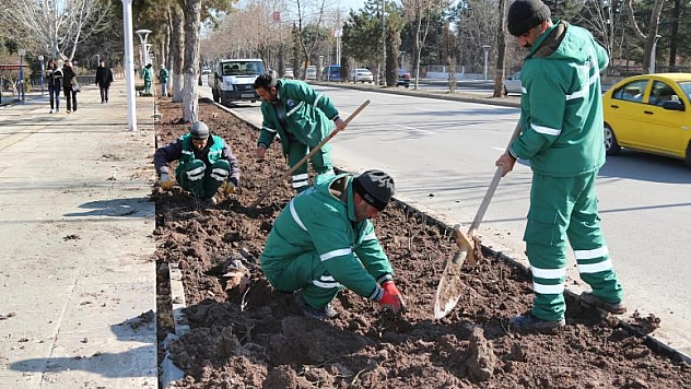 16 Bin Adet Meilland Gül Dikimine Başlandı 