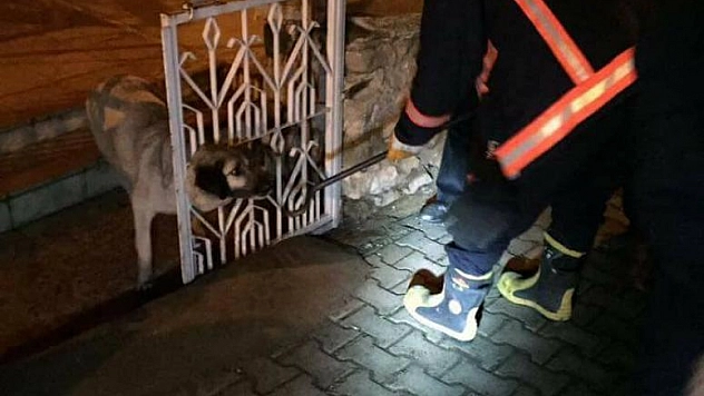 SIKIŞAN KÖPEĞİ İTFAİYE KURTARDI