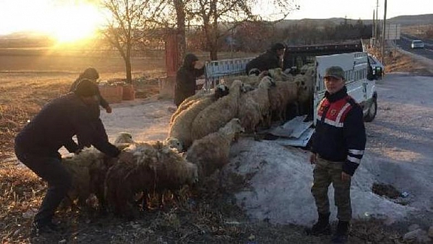 KOYUN HIRSIZLARI YAKALANDI 