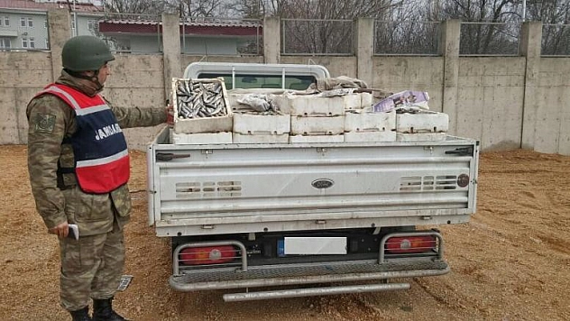 JANDARMA İKİ TON BALIĞI İMHA ETTİ