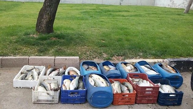 500  KİLO SAZAN BALIĞI ELE  GEÇİRİLDİ