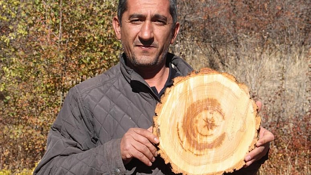 KAYISI AĞACINDAN AY YILDIZ FİGÜRÜ ÇIKTI