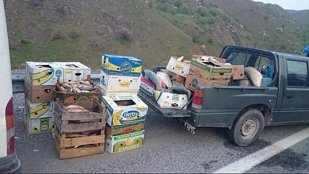 ELAZIĞ'DA 1,5 TON KAÇAK BALIK ELE GEÇİRİLDİ