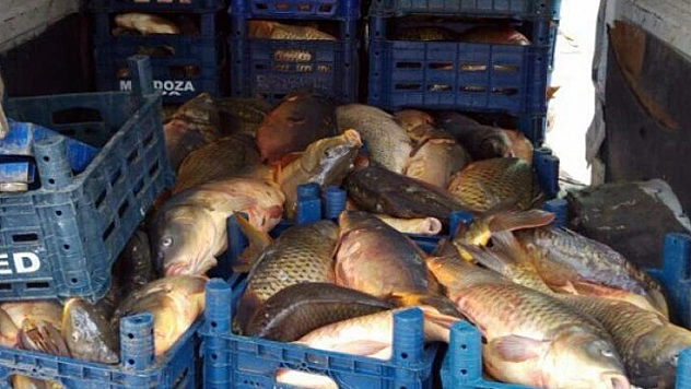 KAÇAK AVLANAN 8 KİŞİ YAKALANDI