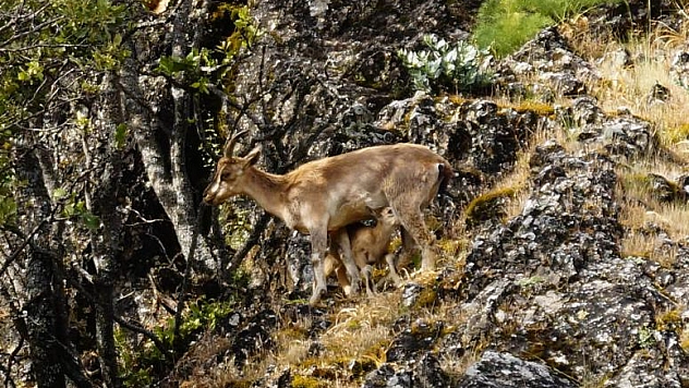 DAĞ KEÇİLERİ YAVRULAMAYA BAŞLADI 