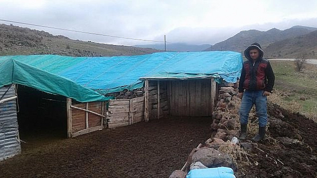 Hırsızlar koyun çaldı