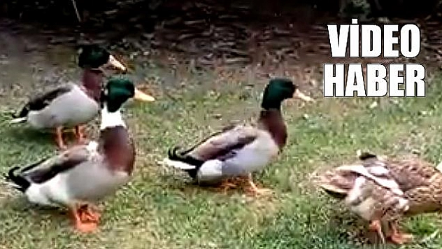 NGBB DÜNYADA TEK OLMA ÖZELLİĞİNE SAHİP