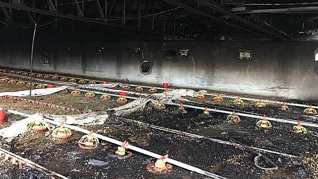 ELAZIĞ'DA 22 BİN CİVCİV  TELEF OLDU  