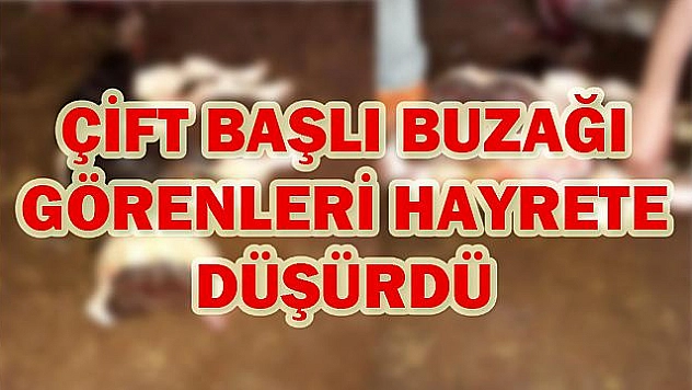 ELAZIĞ'DA ÇİFT BAŞLI BUZAĞI DÜNYAYA GELDİ