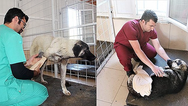 BACAKLARI KIRIK 8 KÖPEK TEDAVİ ALTINA ALINDI