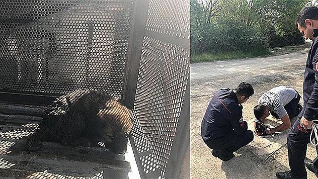 KANALİZASYON ÇUKURUNA DÜŞEN YAVRU KÖPEK KURTARILDI