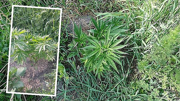 YETİŞTİRDİĞİ HİNT KENEVİRİ İLE  YAKALANDI