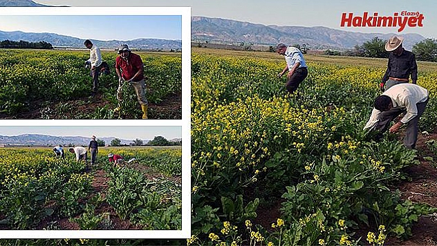 SAĞNAK YAĞMUR ÇİFTÇİYİ MAĞDUR ETTİ