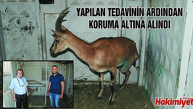 BACAĞI KESİLEN DAĞ KEÇİSİ, KORUMA ALTINA ALINDI
