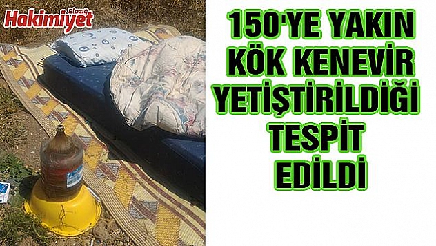 ELAZIĞ'DA 150 KÖK KENEVİR ELE GEÇİRİLDİ