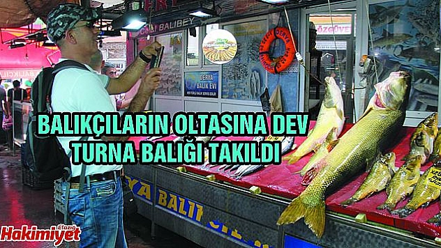 ELAZIĞ'DA SEZONUN İLK DEV TURNA BALIĞI YAKALANDI