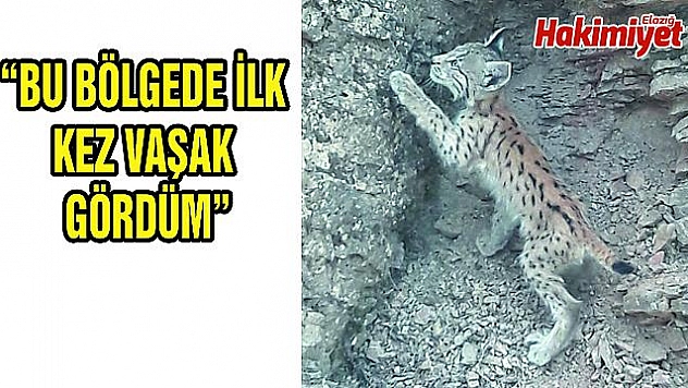 KORUMA ALTINDAKİ VAŞAK, BU KEZ BİNGÖL'DE GÖRÜNTÜLENDİ