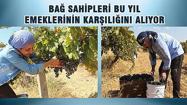 BAĞ SAHİPLERİ, VERİMDEN MEMNUN