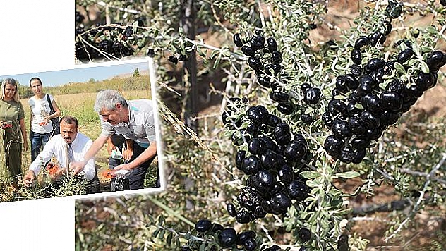 KURT ÜZÜMÜ ELAZIĞ'DA İLK MEYVESİNİ VERDİ