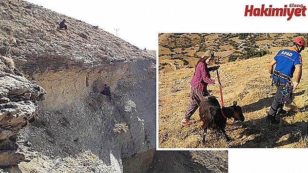 Uçurumda 4 gün mahsur kalan keçi kurtarıldı