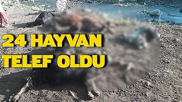 KURT AĞILA GİRDİ, 24 HAYVAN TELEF OLDU