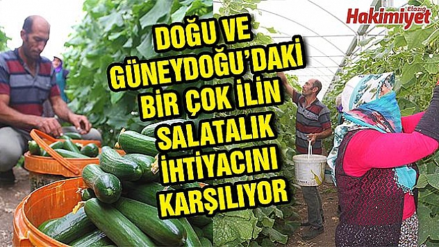 Yılda Bin 750 Ton Salatalık Üretiyor