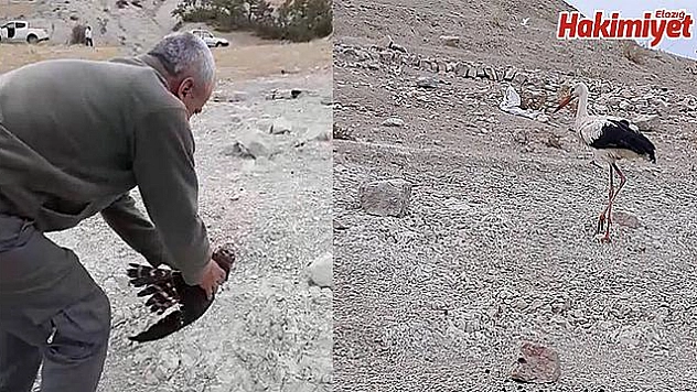 TEDAVİLERİ YAPILAN  ATMACA VE LEYLEK DOĞAL ORTAMINA BIRAKILDI