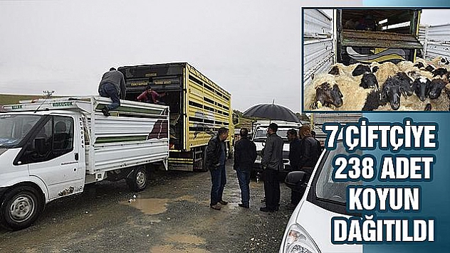 GENÇ ÇİFTÇİLERE 238 KOYUN DAĞITILDI
