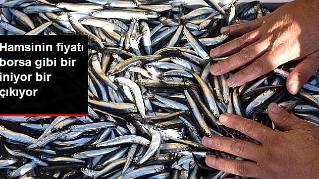Hamsinin Fiyatı Borsa Gibi Bir İniyor Bir Çıkıyor