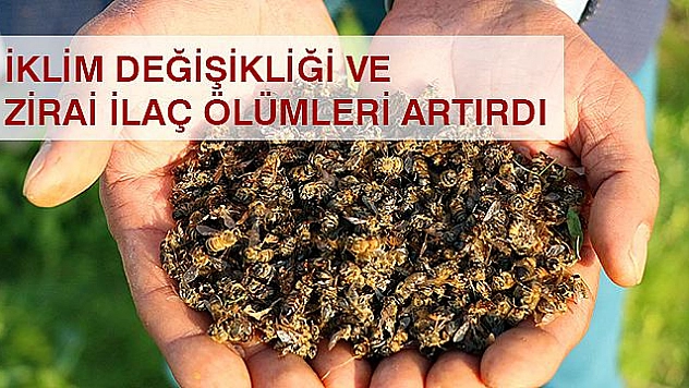 Arı Ölümleri Endişelendiriyor