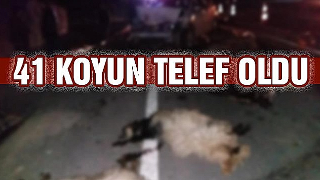 Otomobilin çarptığı sürüde 41 koyun telef oldu