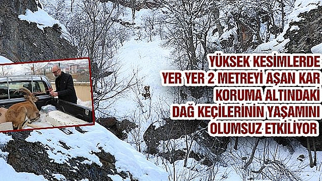 Çetin geçen kış, koruma altındaki dağ keçilerini de etkiliyor