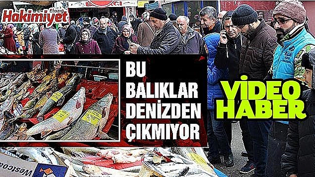 Keban'da, 'Turna' ve 'Sazan' bereketi