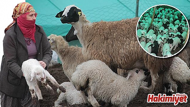 Koyun ve kuzuların renkli buluşması