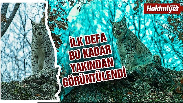 KIRMIZI LİSTEDEKİ 'VAŞAK' İLK DEFA BU KADAR YAKINDAN GÖRÜNTÜLENDİ