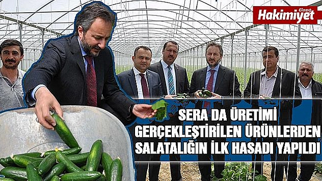 Elazığ'da serada ilk hasat 'Salatalık'