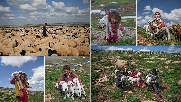 Göçerlerin renkli ve yorucu ilkbahar mesaisi