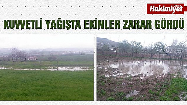 Kuvvetli Yağışta Ekinler Zarar Gördü