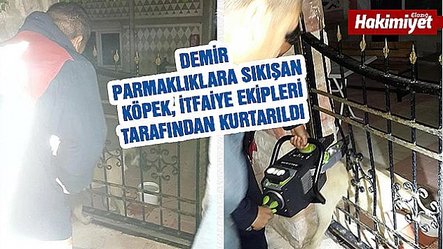 Demir Parmaklıklara Sıkışan Köpek Kurtarıldı