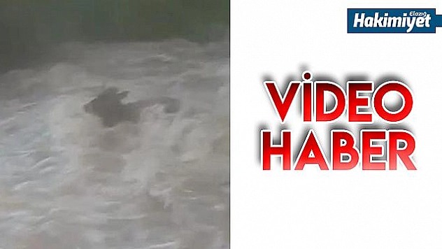 Dere coştu, inekler suda kayboldu