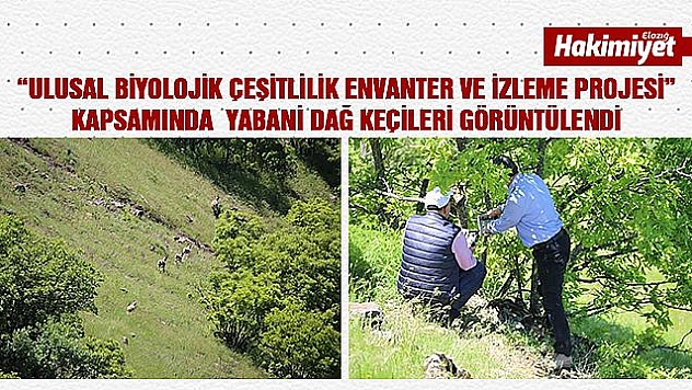 Elazığ'da Yabani Dağ Keçileri Görüntülendi