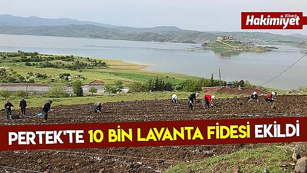 Pertek'te lavanta ekimi yapıldı